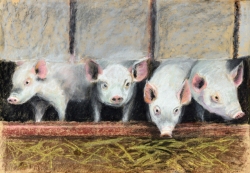 Schweinchen, 2017, Pastellkreide auf Papier, 40 x 60 cm